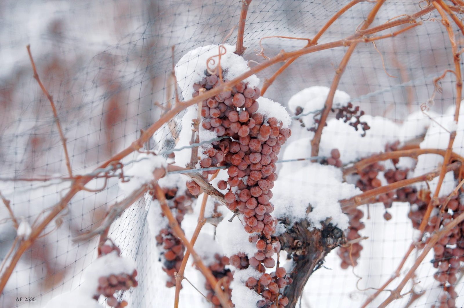Frozen grapes on the vine